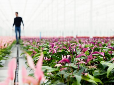 David en Pieter Stolk: “Het belangrijkste is dat de plant vitaal blijft”